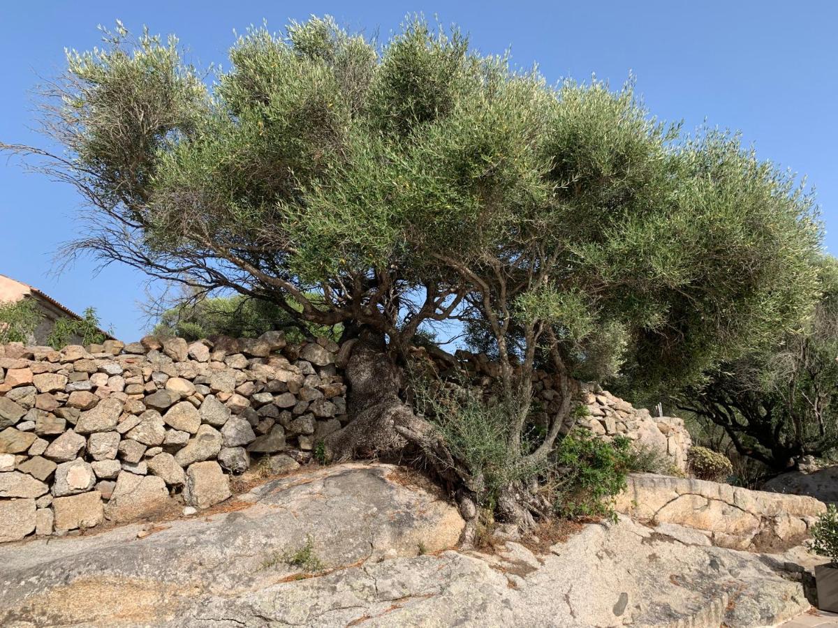Stazzu Nuraghe Mannucciu Guest House Rena Majore Eksteriør bilde